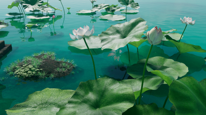 【C4D工程】原创写实荷花带动画