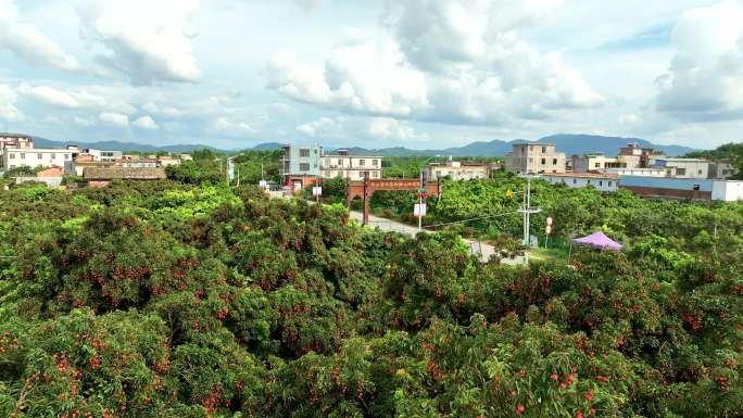 灵山荔枝桂味荔枝基地素材