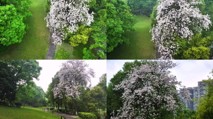 成都.大源公园花