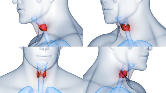 人体腺体甲状腺解剖动画概念
