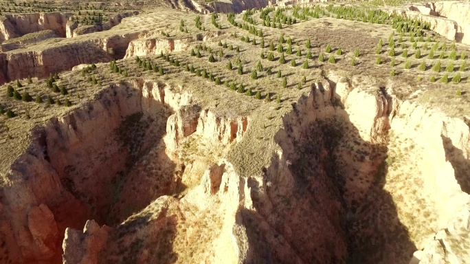 黄土高原植树造林