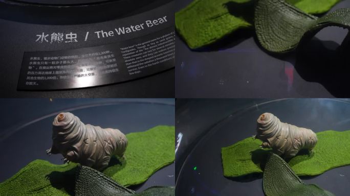 水熊虫 模型