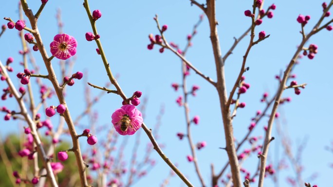 春天花开-蜜蜂-日落-古建筑-屋檐