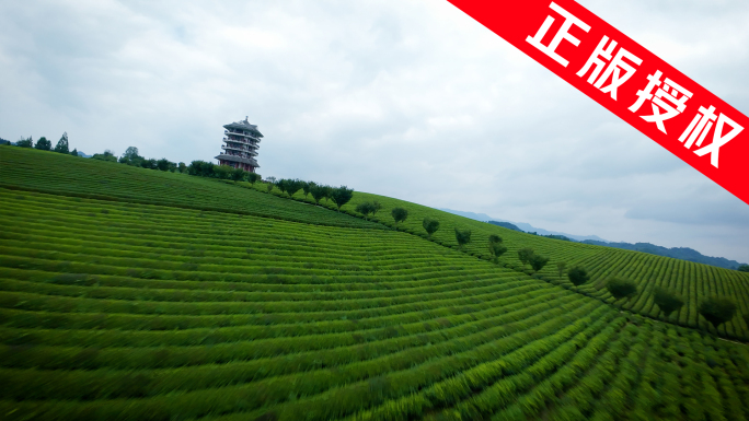 航拍中国茶海 茶山