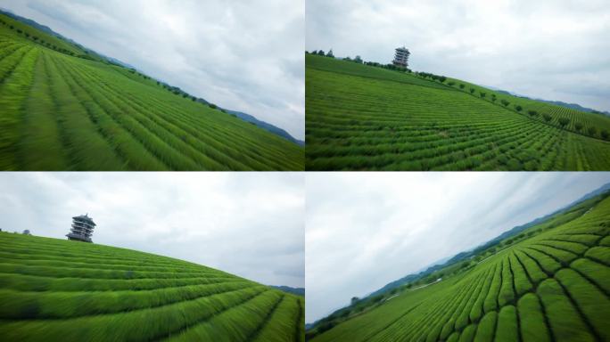 航拍中国茶海 茶山