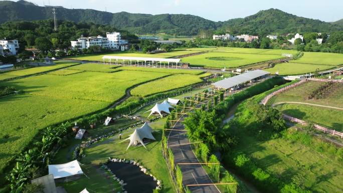 黄浦区迳下村现代农业水稻基地航拍4K