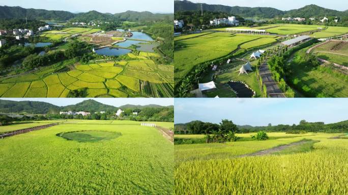 黄浦区迳下村现代农业水稻基地航拍4K