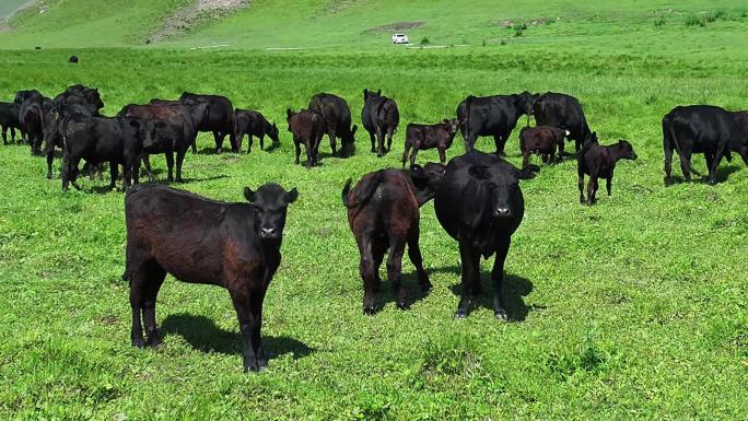 安格斯牛、肉牛养殖、养殖业、散养牛、牛肉