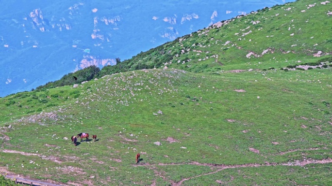 夏季高山草甸牧场吃草的棕色马