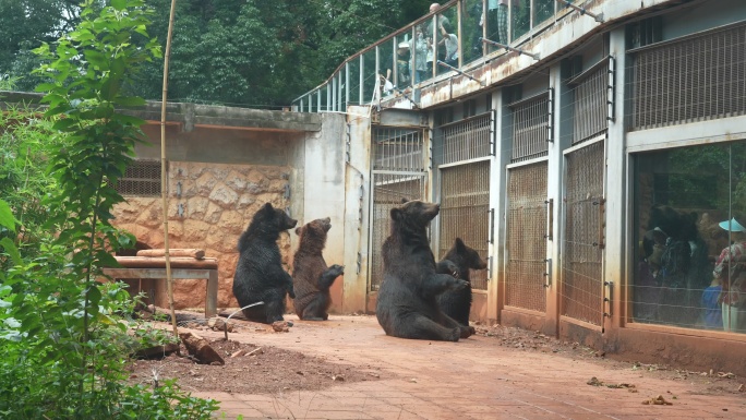 【原创素材】昆明圆通山动物园黑熊
