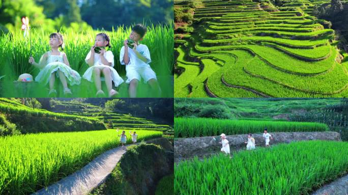美丽的梯田 稻香扑鼻。