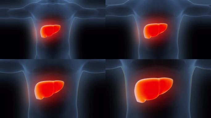 人体内部消化器官肝脏解剖动画概念