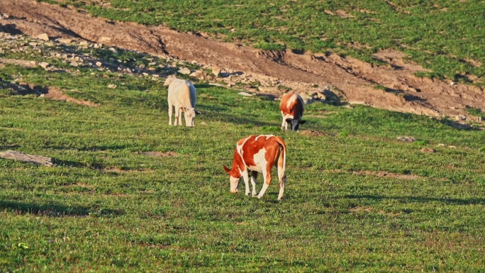 夏季高山草甸牧场草地吃草的黄牛