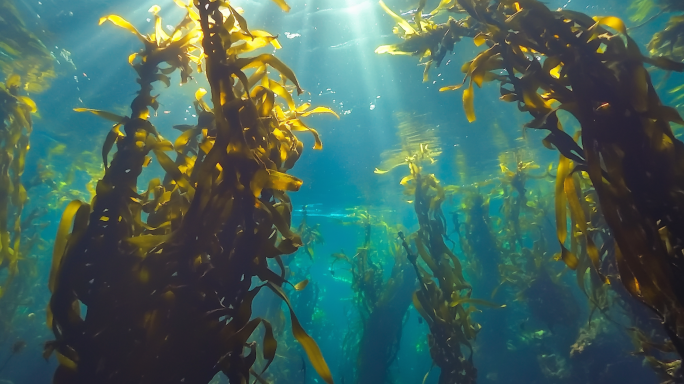 海洋养殖 晒海带 大海里的海带