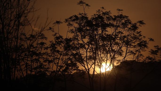 夕阳树木剪影