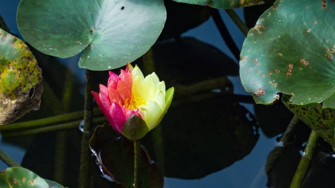 4K万维莎双色睡莲开花延时摄影