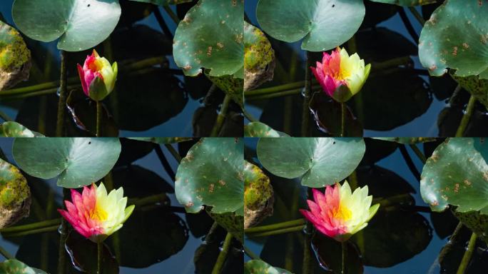4K万维莎双色睡莲开花延时摄影