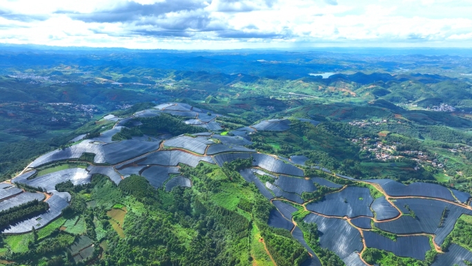 滇重楼种植基地
