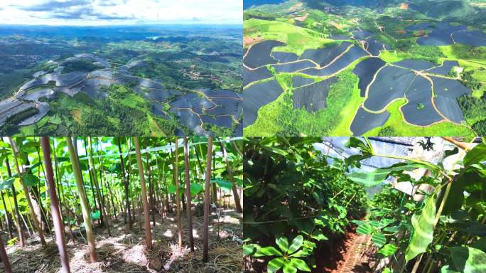 滇重楼种植基地