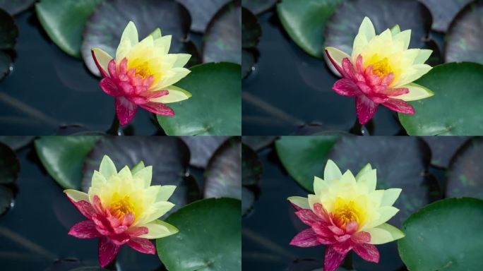 4K万维莎双色睡莲开花延时摄影