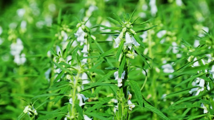 4K大片芝麻地 芝麻特写 芝麻开花