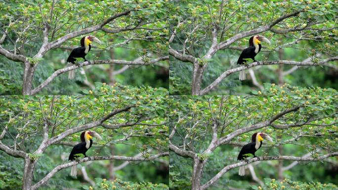 热带雨林心叶木上的珍稀鸟类犀鸟