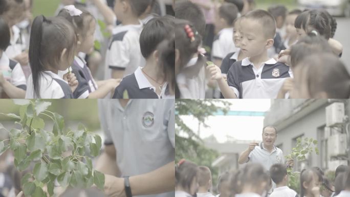 【4K】儿童学生户外自然教学认识植物教育