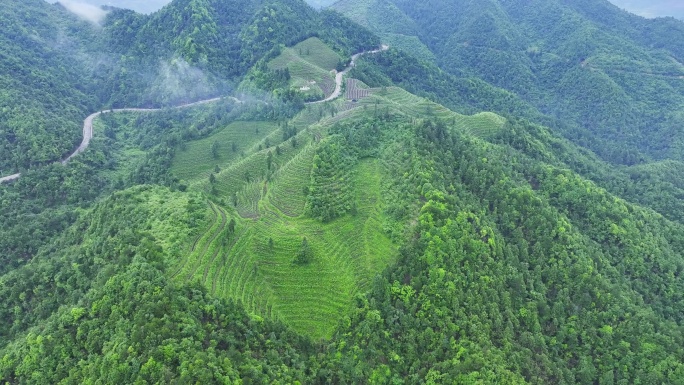 浙江金华武义高山云雾茶茶园茶叶种植园航拍