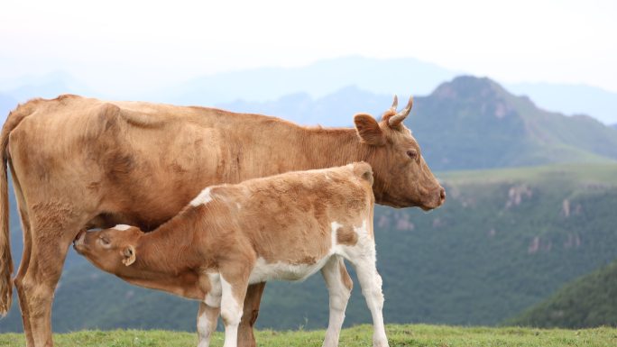 小牛喝奶 哺乳期的牛 草原放养