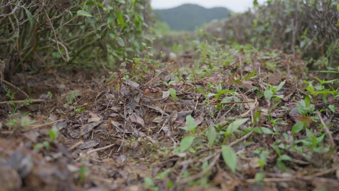 高山云雾茶园原生态4K原创自然茶园管理