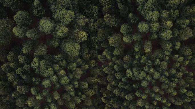 森林树木旋转上升航拍空镜