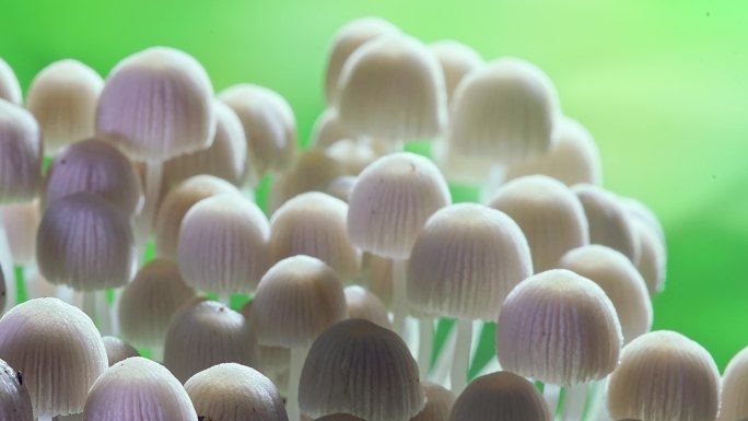 4K野生菌生长延时摄影