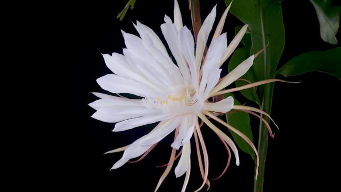 昙花一现