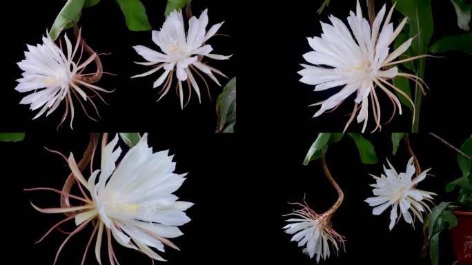 昙花一现