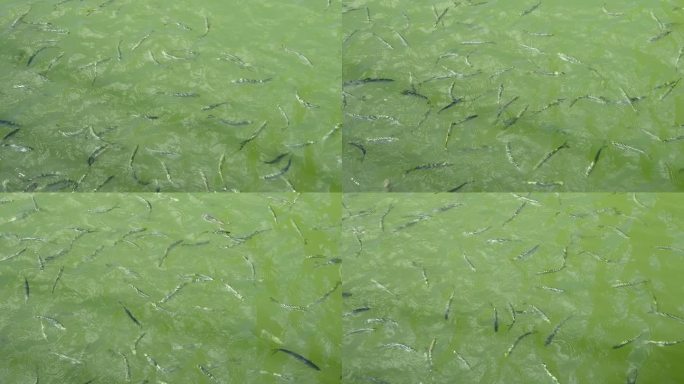 一群小鱼在清澈的水中自游游动