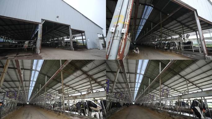 牧场内养殖饲养奶牛空镜