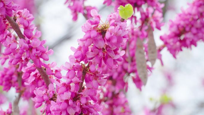 4K原创 中草药实拍 紫荆花