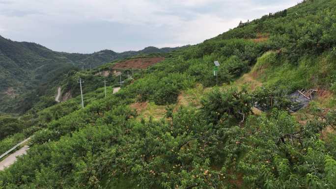 麻阳黄桃果园黄桃产地