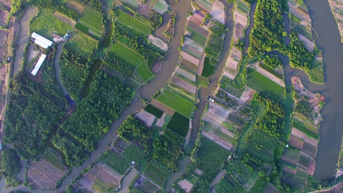 航拍闽江中的茉莉岛茉莉花种植园茉莉花茶