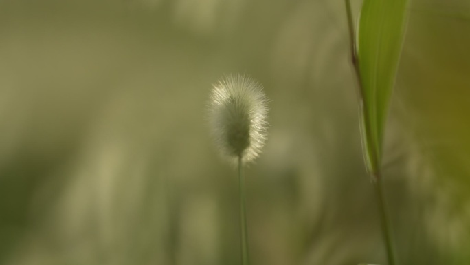 微距摄影 狗尾巴草