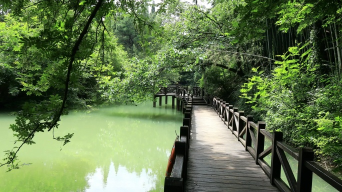 绿色森林 竹林滨水步道生态景观