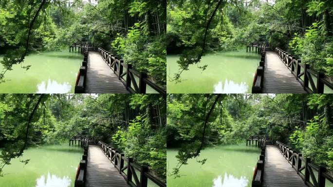 绿色森林 竹林滨水步道生态景观