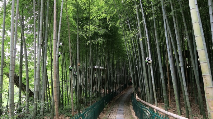 阳光生态竹林意境 天然氧吧 常熟虞山