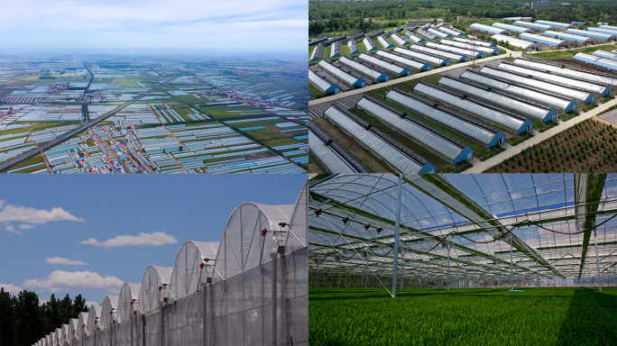 大棚香瓜育苗延时摄影A