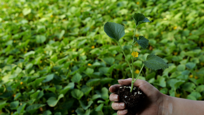 大棚香瓜育苗延时摄影A