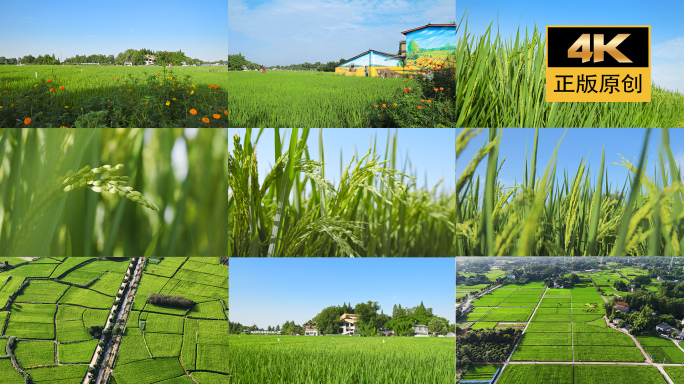 夏季唯美水稻乡村田园风光