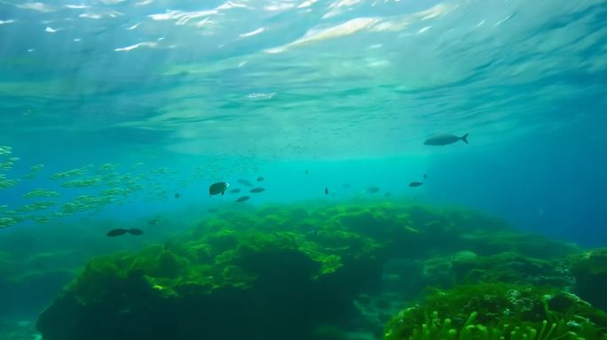 绿色海藻大海潜海海洋海水海菜