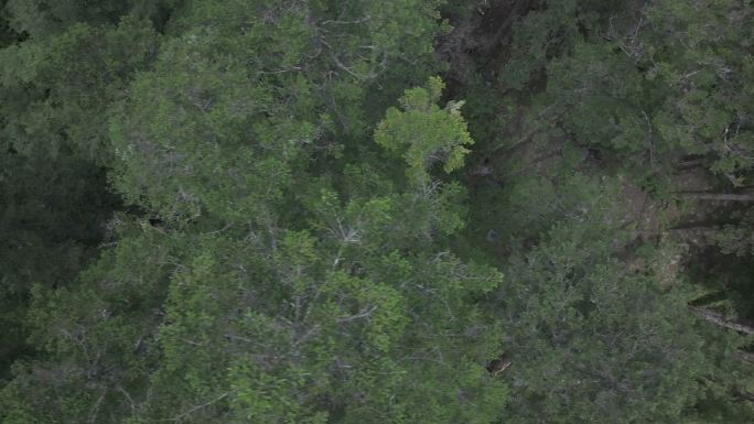 森林大山高清航拍 (1)