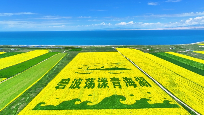 2024年青海湖油菜花最新素材