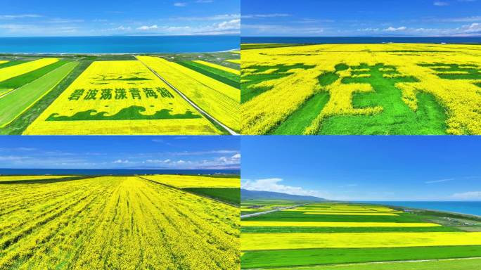 2024年青海湖油菜花最新素材